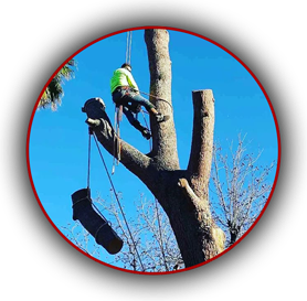 Beaver Brothers Tree Service specialist performing tree removal with rope and harness, safely lowering large tree limb from tall trunk.