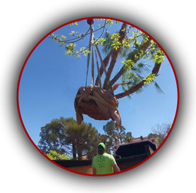 Large Mediterranean palm tree being craned into place by Beaver Brothers Tree Service crew during professional tree planting in a residential area.